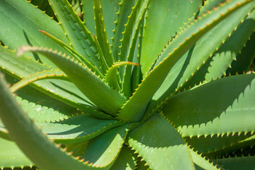 3 Benefits of Aloe Vera Juice in Skincare